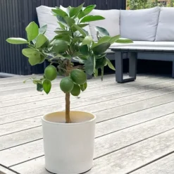 Discount Citrontræ - Citrus limon - Højde 60-70cm - ⌀19cm Træ