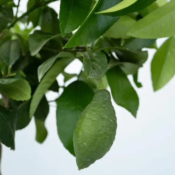 Discount Citrontræ - Citrus limon - Højde 60-70cm - ⌀19cm Træ