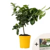 Træ^Citrontræ - Citrus limon - Højde 60-70cm - ⌀19cm