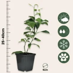 Outlet Citrontræ - Sæt med 3 - Citrus limon - Højde 25-40cm - ⌀9cm Krukkeplanter Indendørs