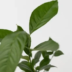 Outlet Citrontræ - Sæt med 3 - Citrus limon - Højde 25-40cm - ⌀9cm Krukkeplanter Indendørs