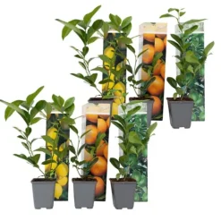 Sale Citrontræ - Sæt med 6 - Citrus limon - Højde 25-40cm - ⌀9cm Krukkeplanter Indendørs