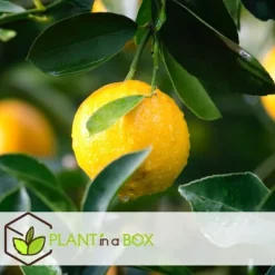 Sale Citrontræ - Sæt med 6 - Citrus limon - Højde 25-40cm - ⌀9cm Krukkeplanter Indendørs