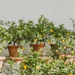 Best Citrontræ - Sæt med 2 - Citrus limon - Højde 60-70cm - ⌀19cm Træ