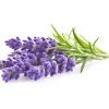 Blomster^Click & Grow Plant Pod Lavendel 9 stk
