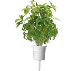 Best Click & Grow Smart Garden refill Thai Basilikum 3 stk Kit Til Plante- & Urtedyrkning