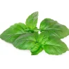 Click & Grow Smart Garden refill Marseille Basilikum 3 stk Kit Til Plante- & Urtedyrkning