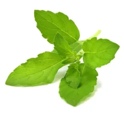 Kit Til Plante- & Urtedyrkning^Click & Grow Smart Garden refill Holy Basilikum 3 stk