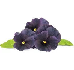New Click & Grow Smart Garden refill Sort stedmoderblomst 3 stk Blomster