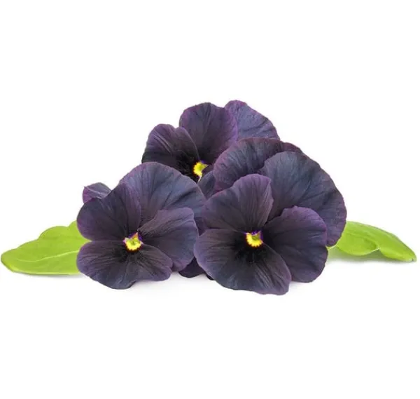 New Click & Grow Smart Garden refill Sort stedmoderblomst 3 stk Blomster