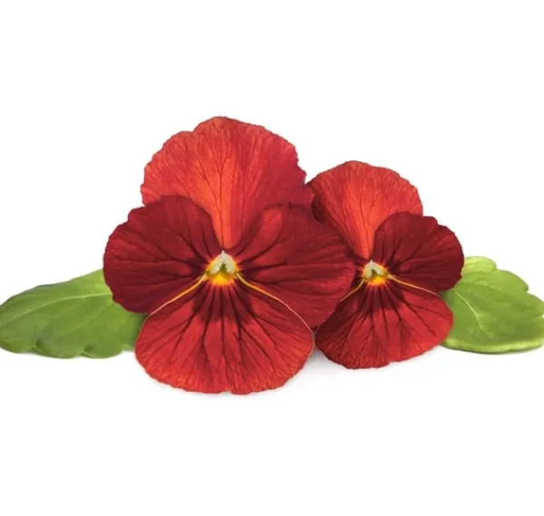 Blomster^Click & Grow Smart Garden Refill Red Pansy 3stk