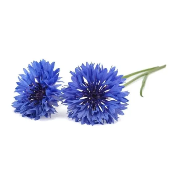 Blomster^Click & Grow- Smart Garden Refill 3-pak Kornblomst