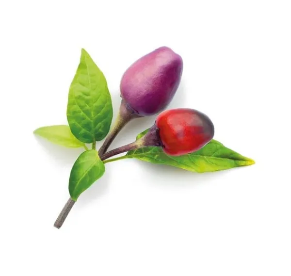 Click & Grow Smart Garden refill Lilla Chili Pepper 3 stk Kit Til Plante- & Urtedyrkning
