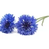 Blomster^Click & Grow Smart Garden refill Kornblomst 3 stk