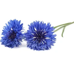 Blomster^Click & Grow Smart Garden refill Kornblomst 3 stk