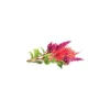 Click & Grow Smart Garden refill Cockscomb 3 stk Blomster