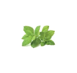 Sale Click & Grow Smart Garden refill Citronmelisse 3 stk Kit Til Plante- & Urtedyrkning