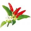 Outlet Click & Grow Smart Garden refill Red Hot Chili Pepper 3 stk Kit Til Plante- & Urtedyrkning