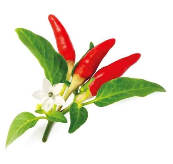 Outlet Click & Grow Smart Garden refill Red Hot Chili Pepper 3 stk Kit Til Plante- & Urtedyrkning