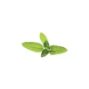 Kit Til Plante- & Urtedyrkning^Click & Grow Smart Garden refill Sage 3stk