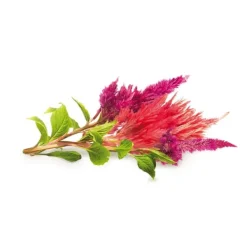 Hot Click & Grow Smart Garden Refill 3-pak hanekam Blomster