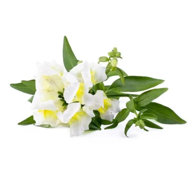 Discount Click & Grow Smart Refill White Snapdragon 3 stk Blomster