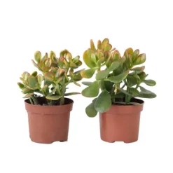 Hot Crassula sukkulent - 2 kom. - Crassula ovata 'Sunset' - Højde 15-20cm - ⌀12cm Krukkeplanter Indendørs