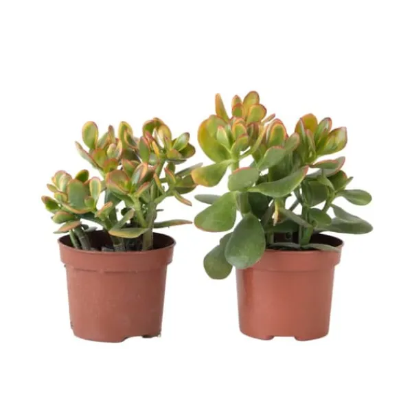 Hot Crassula sukkulent - 2 kom. - Crassula ovata 'Sunset' - Højde 15-20cm - ⌀12cm Krukkeplanter Indendørs