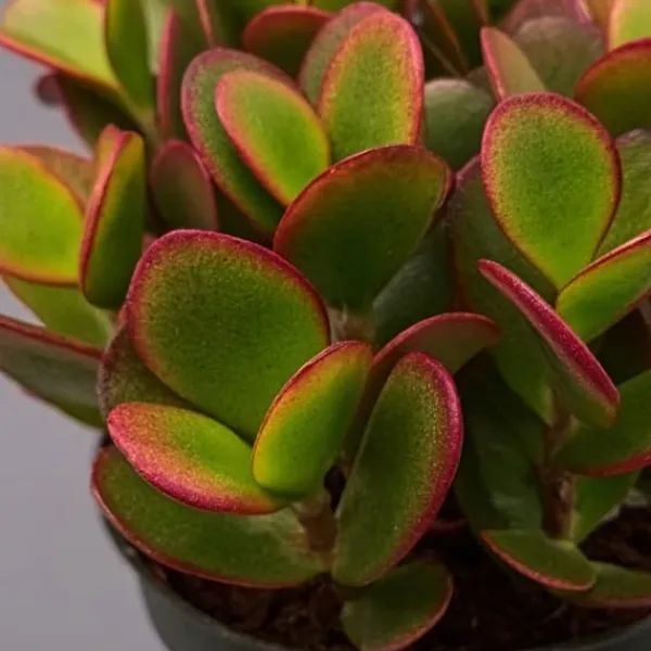 Hot Crassula sukkulent - 2 kom. - Crassula ovata 'Sunset' - Højde 15-20cm - ⌀12cm Krukkeplanter Indendørs