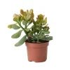 Outlet Crassula sukkulent plante - Crassula ovata 'Sunset' - Højde 15-20cm - ⌀12cm Krukkeplanter Indendørs
