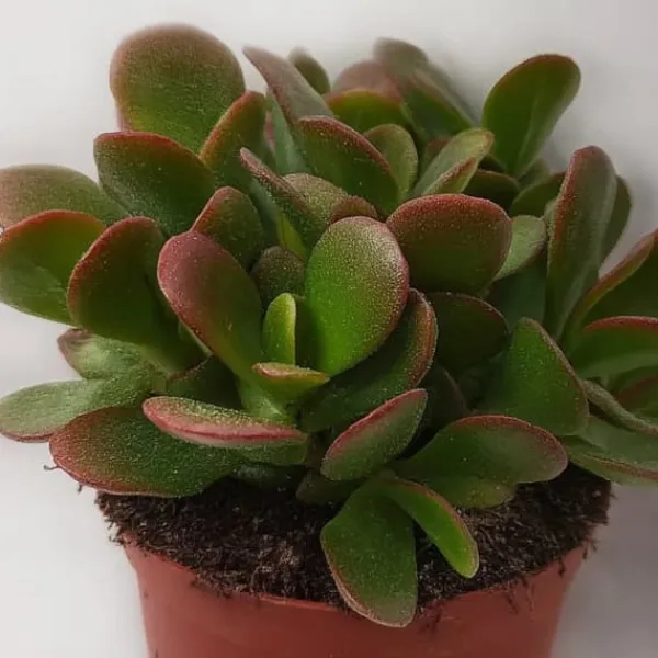 Outlet Crassula sukkulent plante - Crassula ovata 'Sunset' - Højde 15-20cm - ⌀12cm Krukkeplanter Indendørs