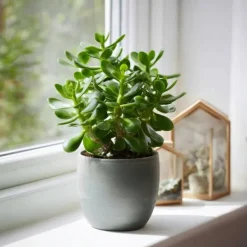 Krukkeplanter Indendørs^Crassula sukkulent plante - 2 stk. - Crassula ovata - Højde 15-25cm - ø12cm