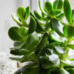 Krukkeplanter Indendørs^Crassula sukkulent plante - 2 stk. - Crassula ovata - Højde 15-25cm - ø12cm