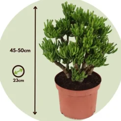 Online Crassula sukkulent plante - Crassula ovata 'Hobbit' - Højde 45-50cm - ⌀23cm Krukkeplanter Indendørs
