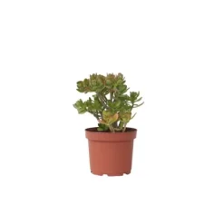 Hot Crassula sukkulent plante - Crassula ovata 'Minor' - Højde 45-50cm - ⌀23cm Krukkeplanter Indendørs