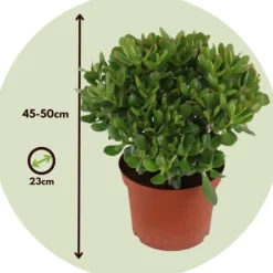 Hot Crassula sukkulent plante - Crassula ovata 'Minor' - Højde 45-50cm - ⌀23cm Krukkeplanter Indendørs