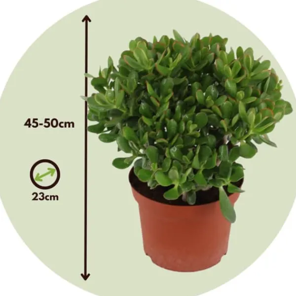 Hot Crassula sukkulent plante - Crassula ovata 'Minor' - Højde 45-50cm - ⌀23cm Krukkeplanter Indendørs