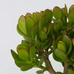 Hot Crassula sukkulent plante - Crassula ovata 'Minor' - Højde 45-50cm - ⌀23cm Krukkeplanter Indendørs
