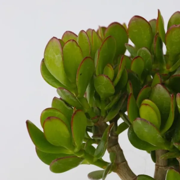 Hot Crassula sukkulent plante - Crassula ovata 'Minor' - Højde 45-50cm - ⌀23cm Krukkeplanter Indendørs