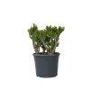 Online Crassula sukkulent plante - Crassula ovata 'Hobbit' - Højde 55-60cm - ⌀30cm Krukkeplanter Indendørs
