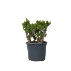 Online Crassula sukkulent plante - Crassula ovata 'Hobbit' - Højde 55-60cm - ⌀30cm Krukkeplanter Indendørs