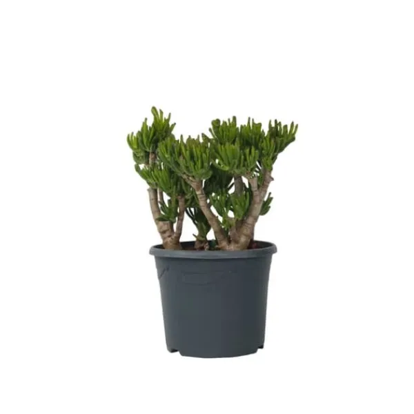 Online Crassula sukkulent plante - Crassula ovata 'Hobbit' - Højde 55-60cm - ⌀30cm Krukkeplanter Indendørs
