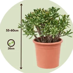 Online Crassula sukkulent plante - Crassula ovata 'Hobbit' - Højde 55-60cm - ⌀30cm Krukkeplanter Indendørs