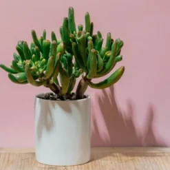 Online Crassula sukkulent plante - Crassula ovata 'Hobbit' - Højde 55-60cm - ⌀30cm Krukkeplanter Indendørs