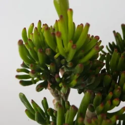 Online Crassula sukkulent plante - Crassula ovata 'Hobbit' - Højde 55-60cm - ⌀30cm Krukkeplanter Indendørs
