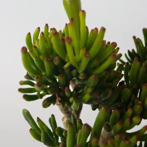 Online Crassula sukkulent plante - Crassula ovata 'Hobbit' - Højde 55-60cm - ⌀30cm Krukkeplanter Indendørs