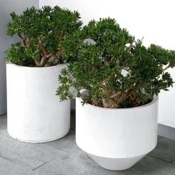Sale Crassula sukkulent plante - Crassula ovata 'Minor' - Højde 30-35cm - ⌀17cm Krukkeplanter Indendørs