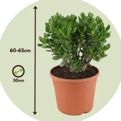 Krukkeplanter Indendørs^Crassula sukkulent plante - Crassula ovata 'Minor' - Højde 60-65cm - ⌀30cm
