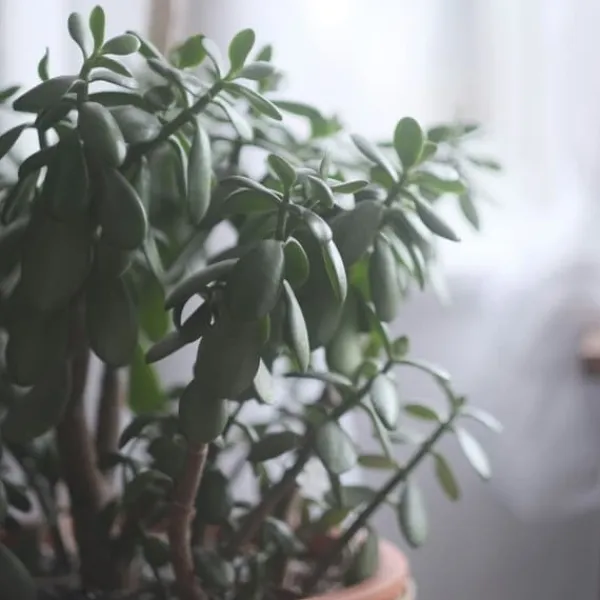 Krukkeplanter Indendørs^Crassula sukkulent plante - Crassula ovata 'Minor' - Højde 60-65cm - ⌀30cm