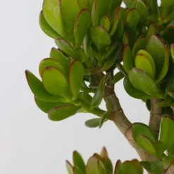 Krukkeplanter Indendørs^Crassula sukkulent plante - Crassula ovata 'Minor' - Højde 60-65cm - ⌀30cm